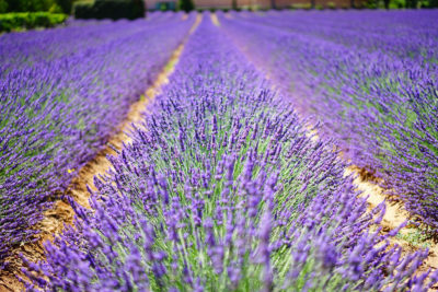 Champ de lavande