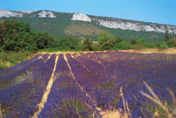 Lavenders